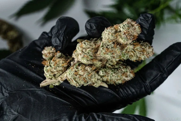 Growing High-Quality Cannabis