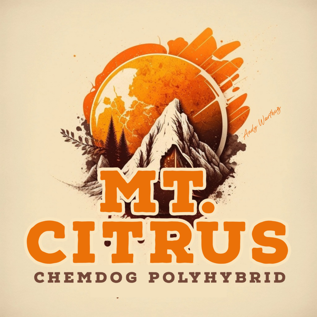 Mt. Citrus: Chemdog Polyhybrid Cannabis - By High Peaks NY